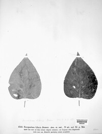 Exosporium lilacis image